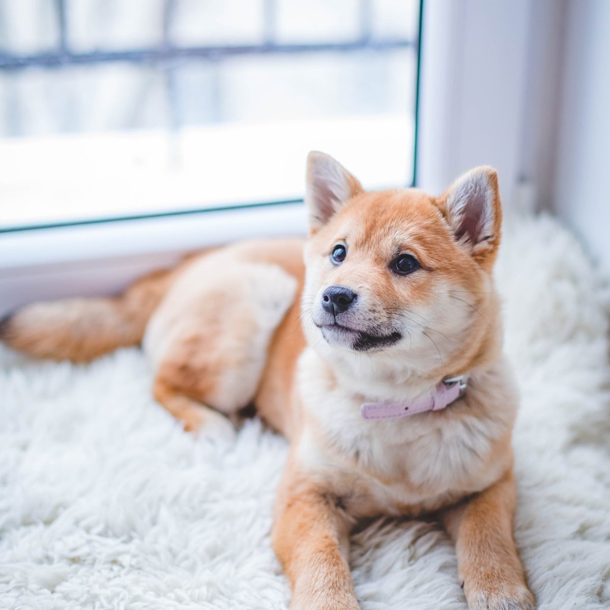 incattech's tweet image. Photo credit: Valeria Boltneva
Tips to clean Your Rugs to Keep it Ever New
As beautiful as rugs are, they can easily get ruined if they&apos;re not well taken care of. Continue reading here:
instagram.com/p/CKMKQQAh-zg/… 
Happy New week guys!
#BlueMonday  #GoodMonday  #mondaythoughts