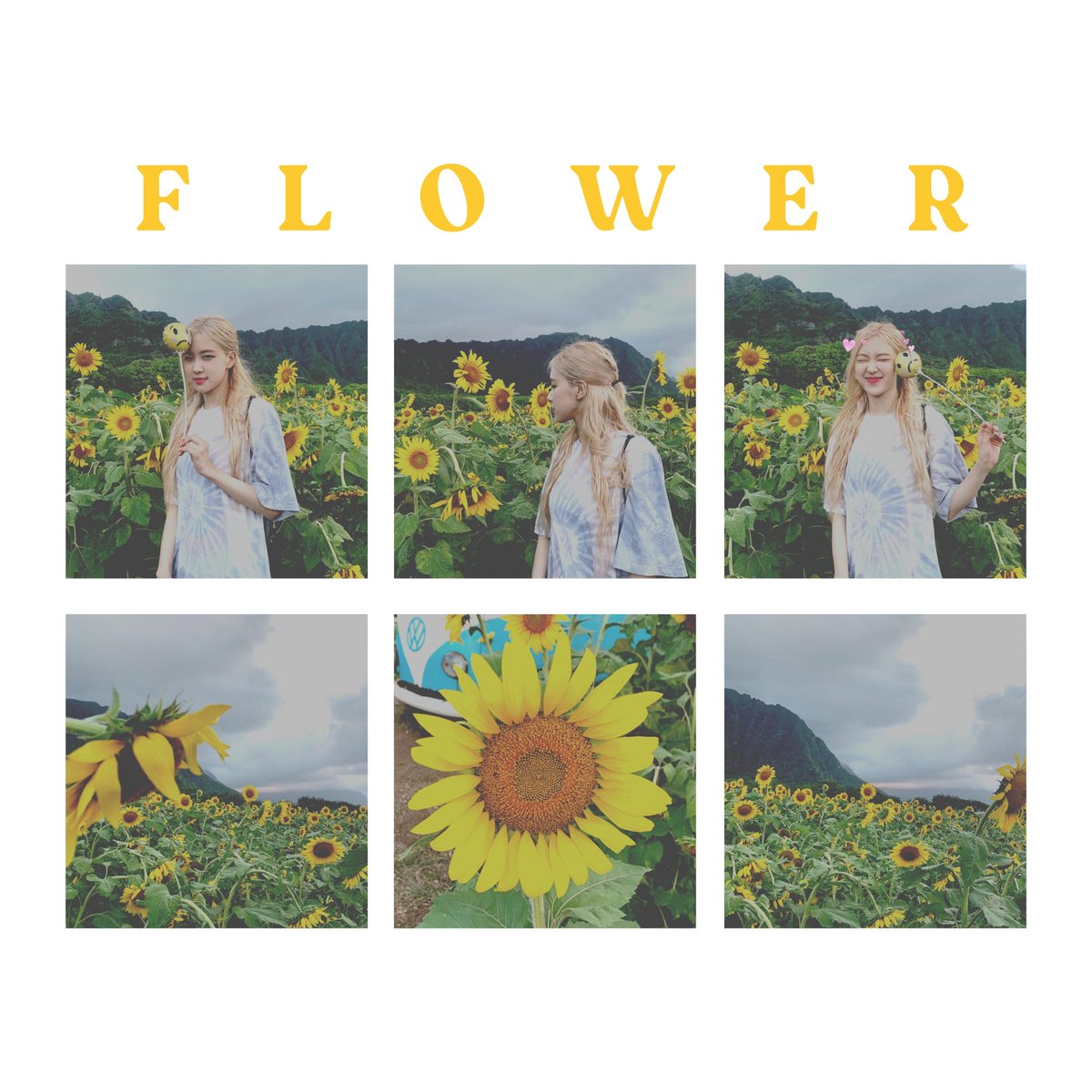 MilandaPabbo's tweet photo. Rose "flower" https://t.co/cvhBylCgFf