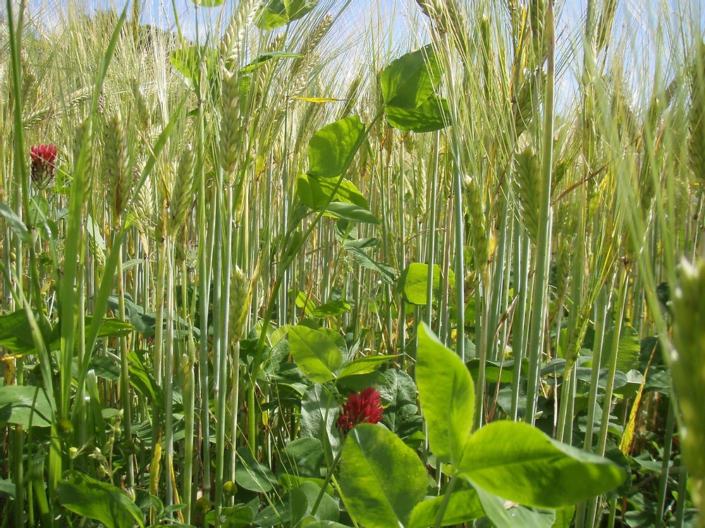 ❗Our #speakout Toolkit is FREE ❗

Farmers! Researchers! Use our tips, practice the techniques to sharpen your skills and be a better communicator about farming. <a href="/PlantTeams/">DIVERSify</a> #H2020 👍🚜👩‍🔬📢

👇leafuk.org/farming/speako…