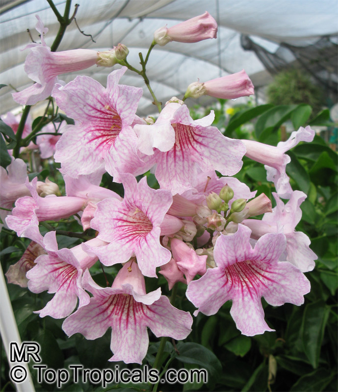 toptropicals's tweet photo. #Podranea ricasoliana - St. Johns Creeper, Zimbabwe creeper. Evergreen or deciduous twining vine, rapidly growing to 20ft tall. Beautiful pink flowers in spring and fall.

https://t.co/8vnQoPX2Fp
#floweringvines
#MondayMotivation https://t.co/9RZCReGk5n