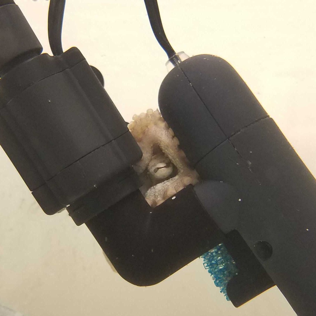 While we give our octopus plenty of places to hide, every now and again one decides to forge their own path. Here we see an octo who has decided to use the UV light, took us a second to find them, so it was a good choice!
#octopus #veryimportantscience #glamshot