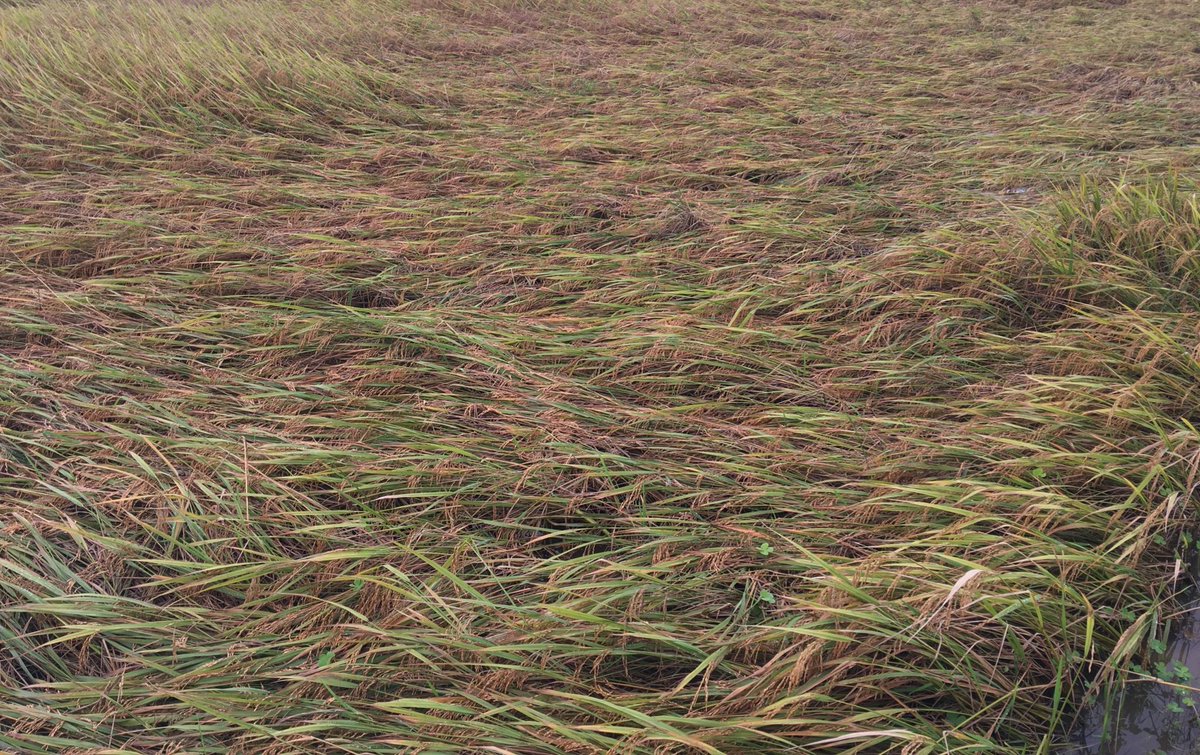 sarvnr's tweet photo. @CMOTamilNadu @Vijayabaskarofl @agridept_tn Sir, paddy crop damaged by rain, farmer needs relief. Pudukottai DT. https://t.co/7hnGpAKCSF