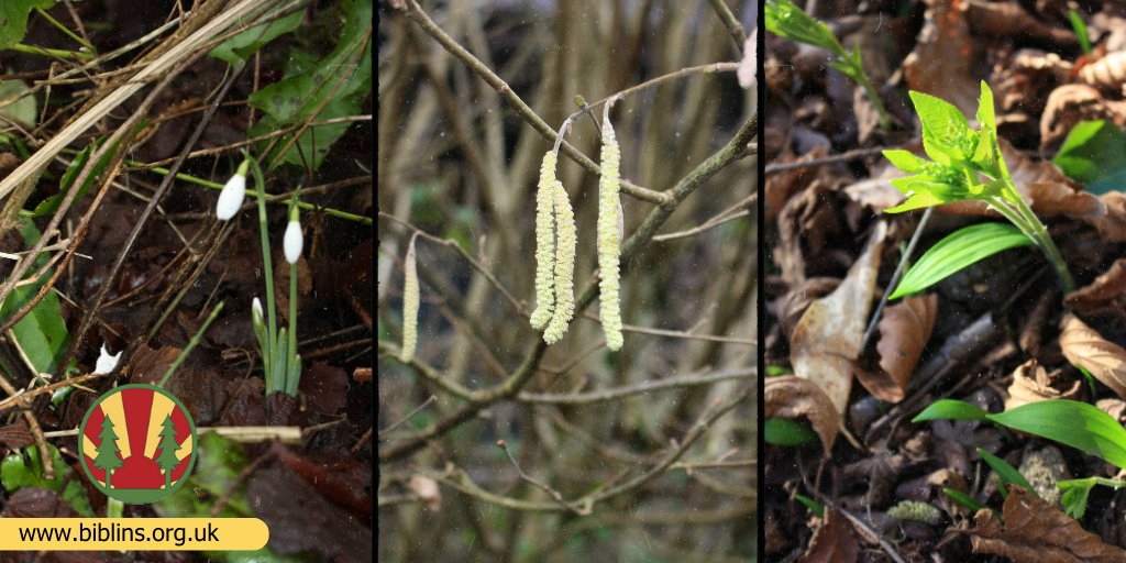While we're facing an uncertain Spring, with lots of questions over how and when we will be able to open the campsite to young people this year, nature is getting on and doing it's thing as it always does. 

#Biblins #VistLater #BloomMonday
