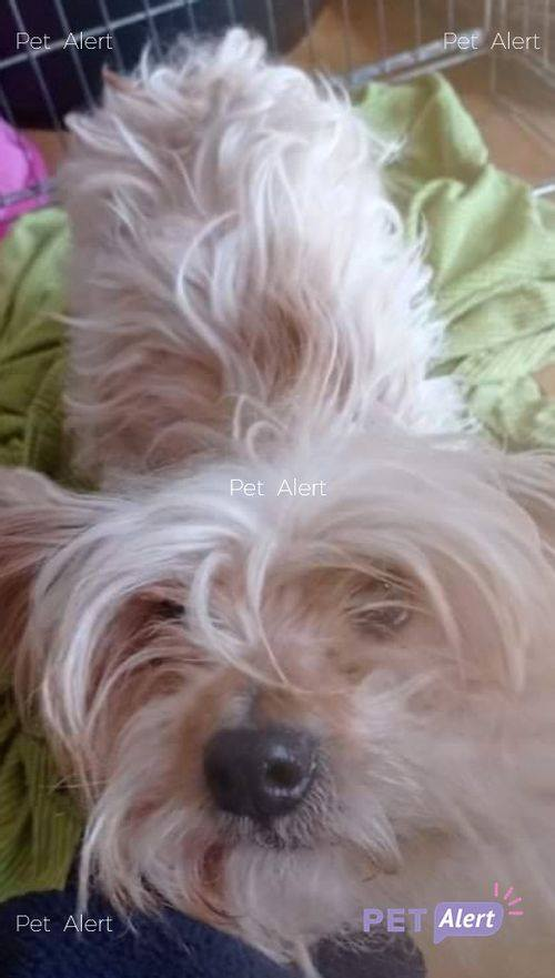 #PetAlertCatalunya - #XarxaTarragonaTrobats
TROBAT gosset Yorkshire a VALLS (Tarragona)
17/01/21
Es troba a la protectora de Torredembarra, no té xip
Es busca la seva família
Contacte: 637 338011 (Protectora de Torredembarra)