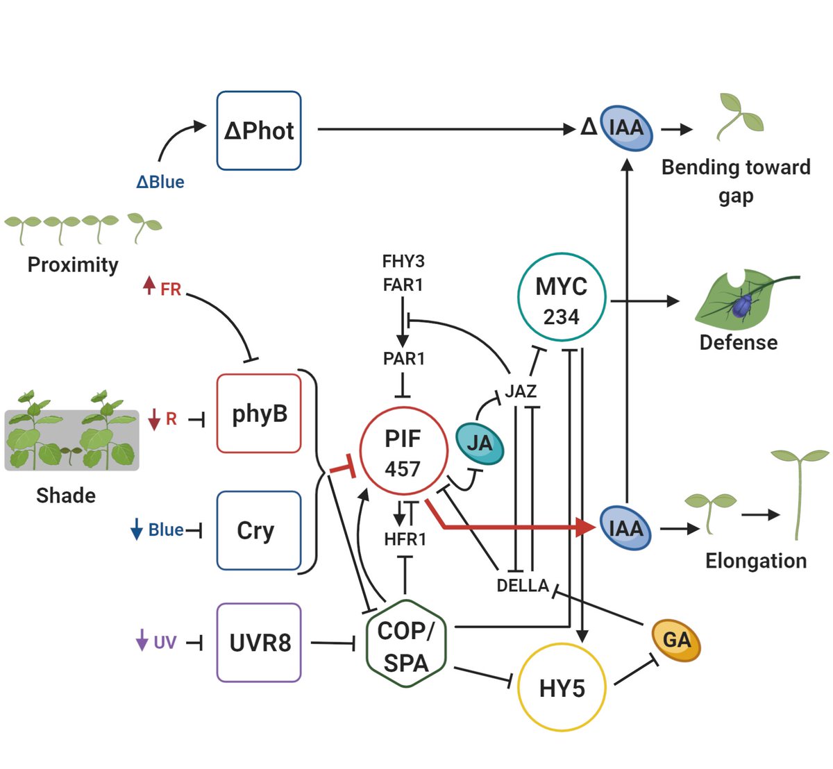 Carlos Ballare (@ballarecl) on Twitter photo Shade Avoidance: Expanding the Color and
Hormone Palette. Our new review is now online <a href="/TrendsPlantSci/">TrendsPlantSci</a> <a href="/GMilmanda/">Frau Dr. Guada Fernandez Milmanda 🇦🇷⭐️⭐️⭐️🇦🇷</a> full paper here: authors.elsevier.com/a/1cQGa4rGdjMH… Shade Avoidance: Expanding the Color and
Hormone Palette. Our new review is now online <a href="/TrendsPlantSci/">TrendsPlantSci</a> <a href="/GMilmanda/">Frau Dr. Guada Fernandez Milmanda 🇦🇷⭐️⭐️⭐️🇦🇷</a> full paper here: authors.elsevier.com/a/1cQGa4rGdjMH…