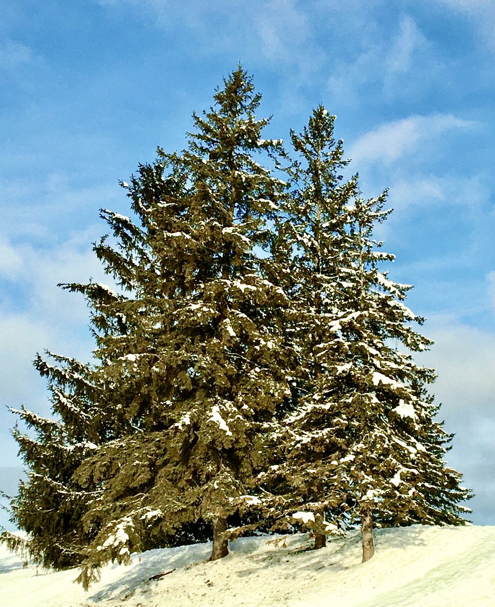 CPercySearle's tweet photo. A light dusting of snow to envelope the fir tree branches on a beautiful sunny day! #myOttawa @Mooney’sBay #Canadainwinter @CraigSearle1 https://t.co/WCjw74QW9f