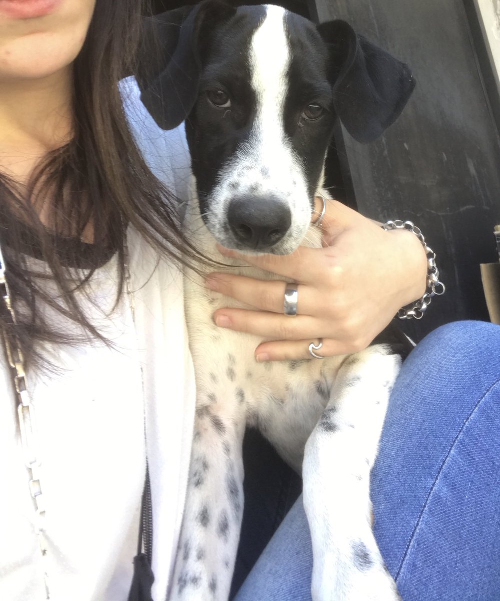 aabriiilll's tweet photo. Encontré esta perrita en quilmes (cerca del parque de la cervecería).
Es cachorra y esta cuidada.
Ayudan mucho difundiendo para encontrar a sus dueños !! https://t.co/F1i2sHie20