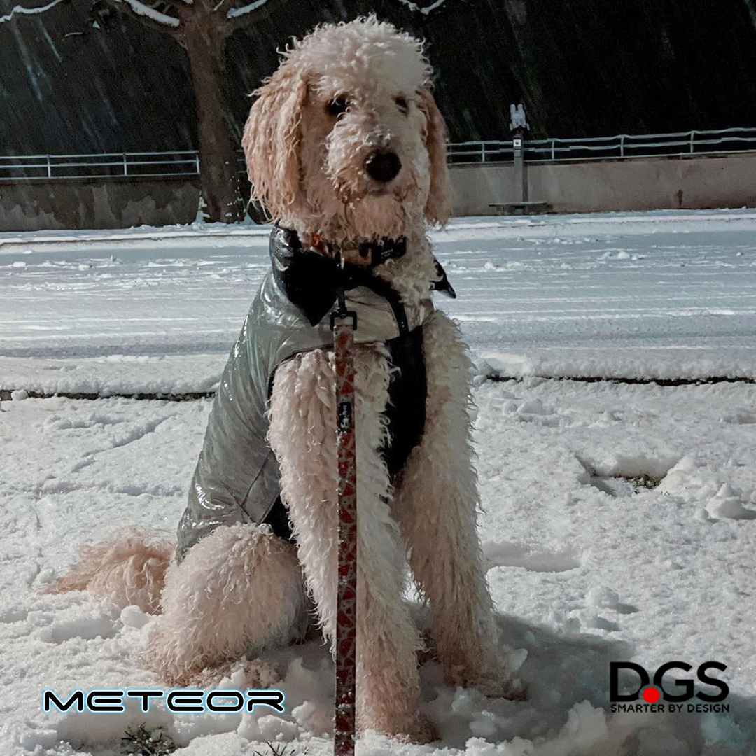 DGSPetProducts's tweet photo. Sky is ready to enjoy her daylight and nighttime walks.
Doesn't she look like a superstar on our Meteor Tamarack? 🤩

#dgspetproducts #dgsouterwear #dogcoat #repelzit #meteorjacket #reflectivetechnology #reflectivedogcoat https://t.co/v3dZNIrjcv