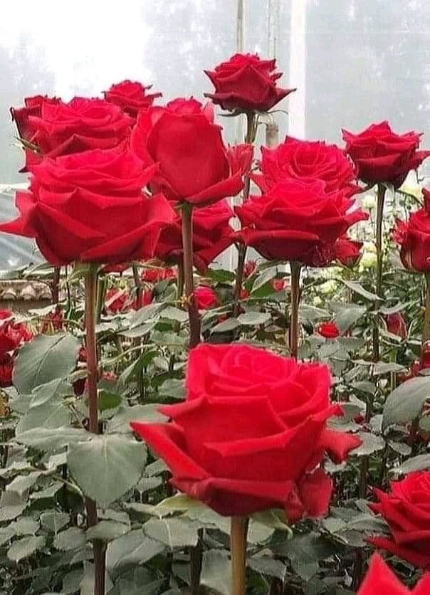 BALDEVBALDEV16's tweet image. 