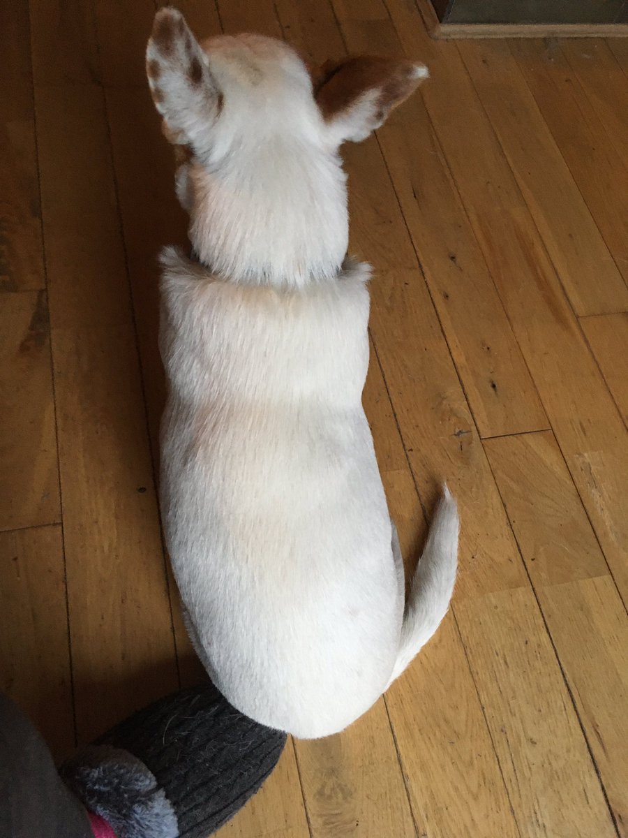 mkconlon's tweet photo. Cuppa & catch up with @Tommedian show on the tv & this fella decides this is a comfy spot for his butt! 😂 #JackRussellX https://t.co/bNm57V8P1j