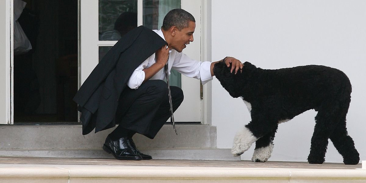 ON_Call_Emergency_Doggo (@Emergency_Doggo) / Posts / X