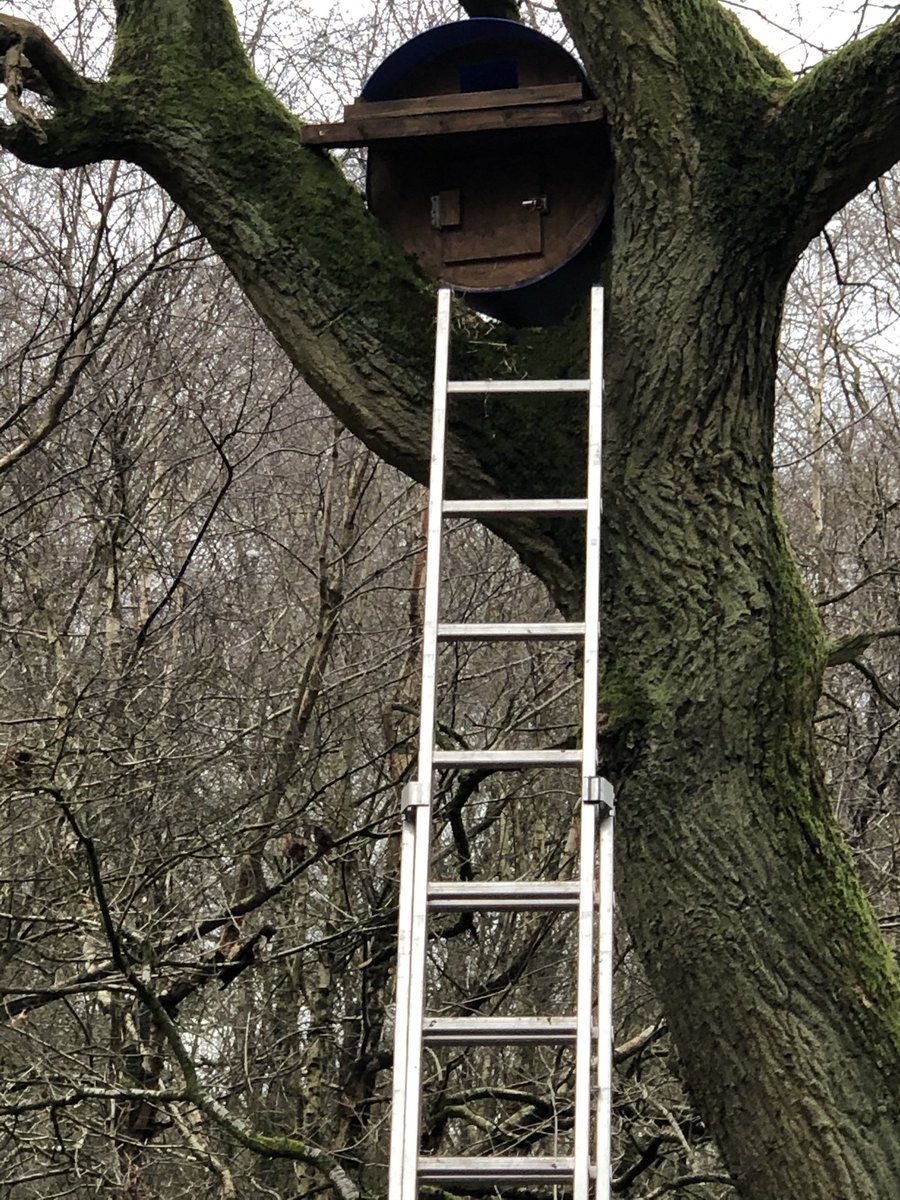 Last year the three owl boxes in Sherratts Wood, Milwich were used by jackdaws who evicted nesting tawnies from one box; so three more boxes put up today🤞 the #tawnyowls are successful this year