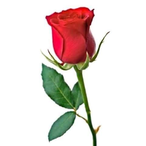 bougluof's tweet image. J'adore les fleurs toutes les fleurs