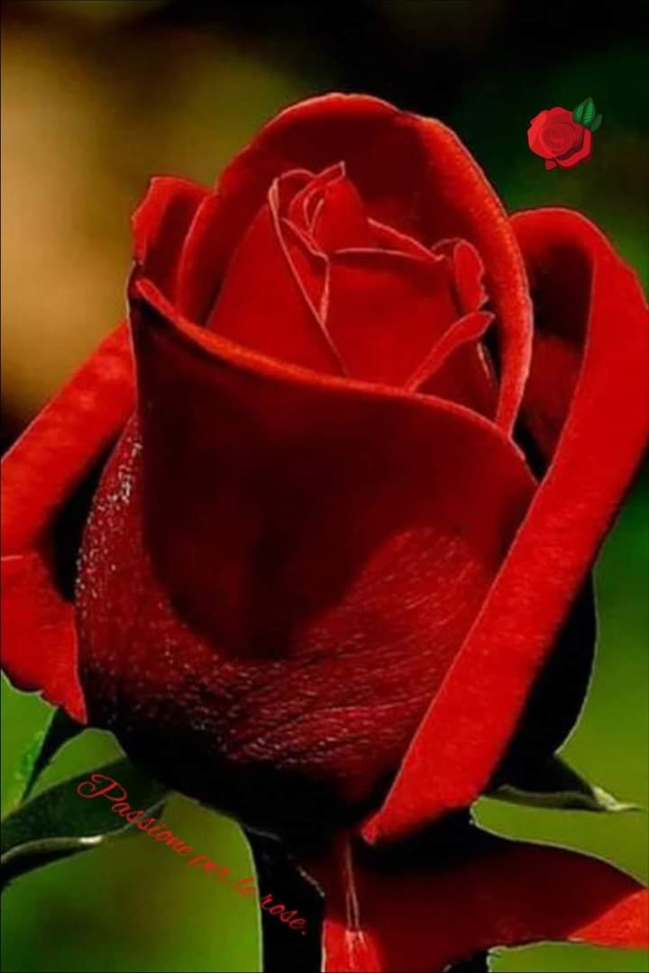 bougluof's tweet image. J'adore les fleurs toutes les fleurs