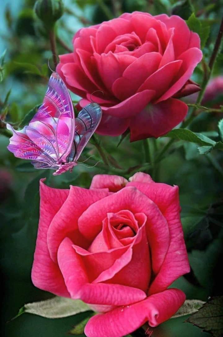 bougluof's tweet image. J'adore les fleurs toutes les fleurs