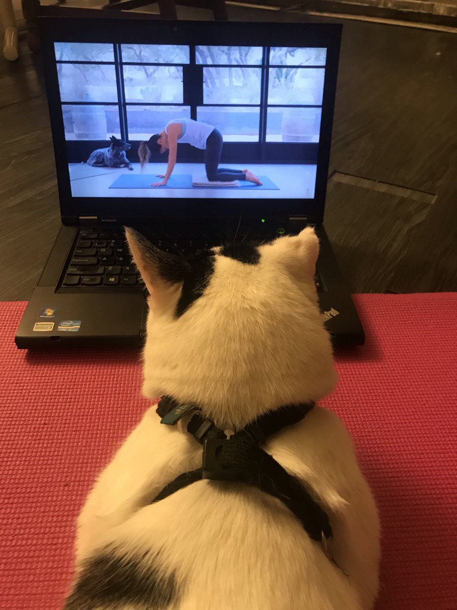 KaitlynnNordal's tweet photo. #salemthecat was practicing to be a yogi master earlier this morning #yoga 🙏🏻🐾  #lifewithboys  #catsofig #CatsOfTwitter #catsontwitter 
#yyt #newfoundlandandlabrador #stjohnsnl #stjohnsnewfoundland #stjohns #catsofstjohns #yogainspiration #yogalove #yogainspiration #regina #yqr https://t.co/k2y44XgNyy