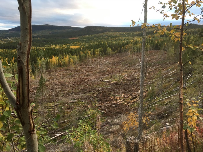 Tankar om skog: Skulle våra förfäder likna våra ensartade trädåkrar vid skog? Kvar är enfald och en vag förnimmelse av vad en skog är; skyddaskogen.se/sv/svensk-skog… #skyddaskogen #hållbarhetskris #naturpolitik #skogsmissbruk #svpol #swegreen #biologiskmångfald