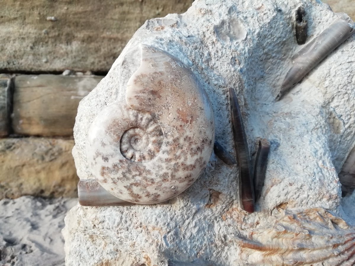 fossil_shop's tweet photo. We took advantage of the nice weather in #Scarborough today to get some pictures on the beach of some of the larger pieces in the shop, including this amazing block of #Jurassic seabed from Burton Bradstock (with Percy the dog for scale). #dognotincluded https://t.co/dib3ohA08M
