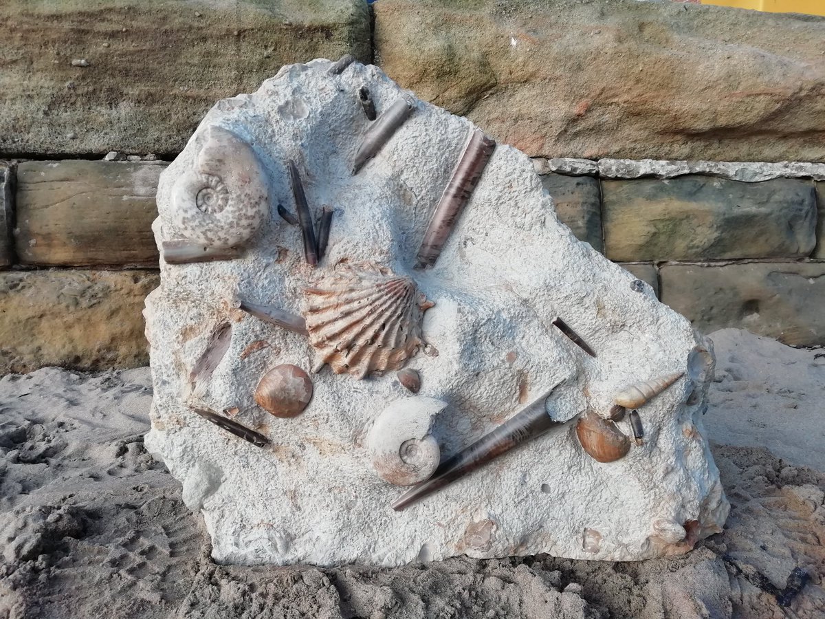 fossil_shop's tweet photo. We took advantage of the nice weather in #Scarborough today to get some pictures on the beach of some of the larger pieces in the shop, including this amazing block of #Jurassic seabed from Burton Bradstock (with Percy the dog for scale). #dognotincluded https://t.co/dib3ohA08M