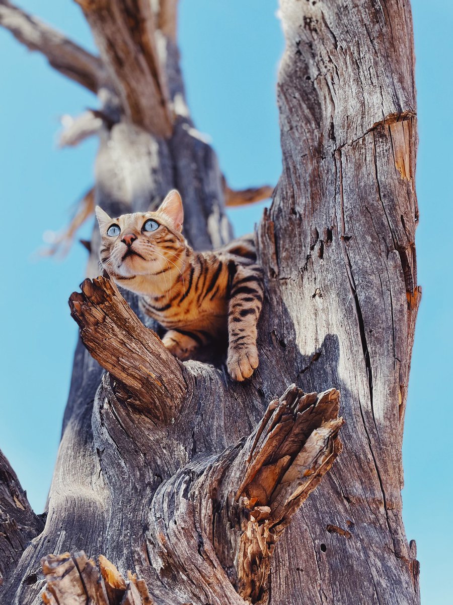 Nat Geo photo of the year? 😹😹 @NatGeoPhotos #meowed