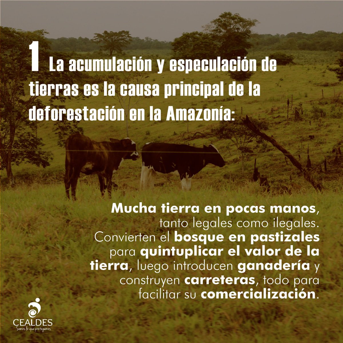 Cealdes's tweet photo. No es la coca la causa principal de la deforestación en el noroccidente de la #Amazonía Colombiana...  #ExistiendoConElBosque #Próximamente #Informe #Celades #SomosLoQueProtegemos https://t.co/Oj7raPYGFt