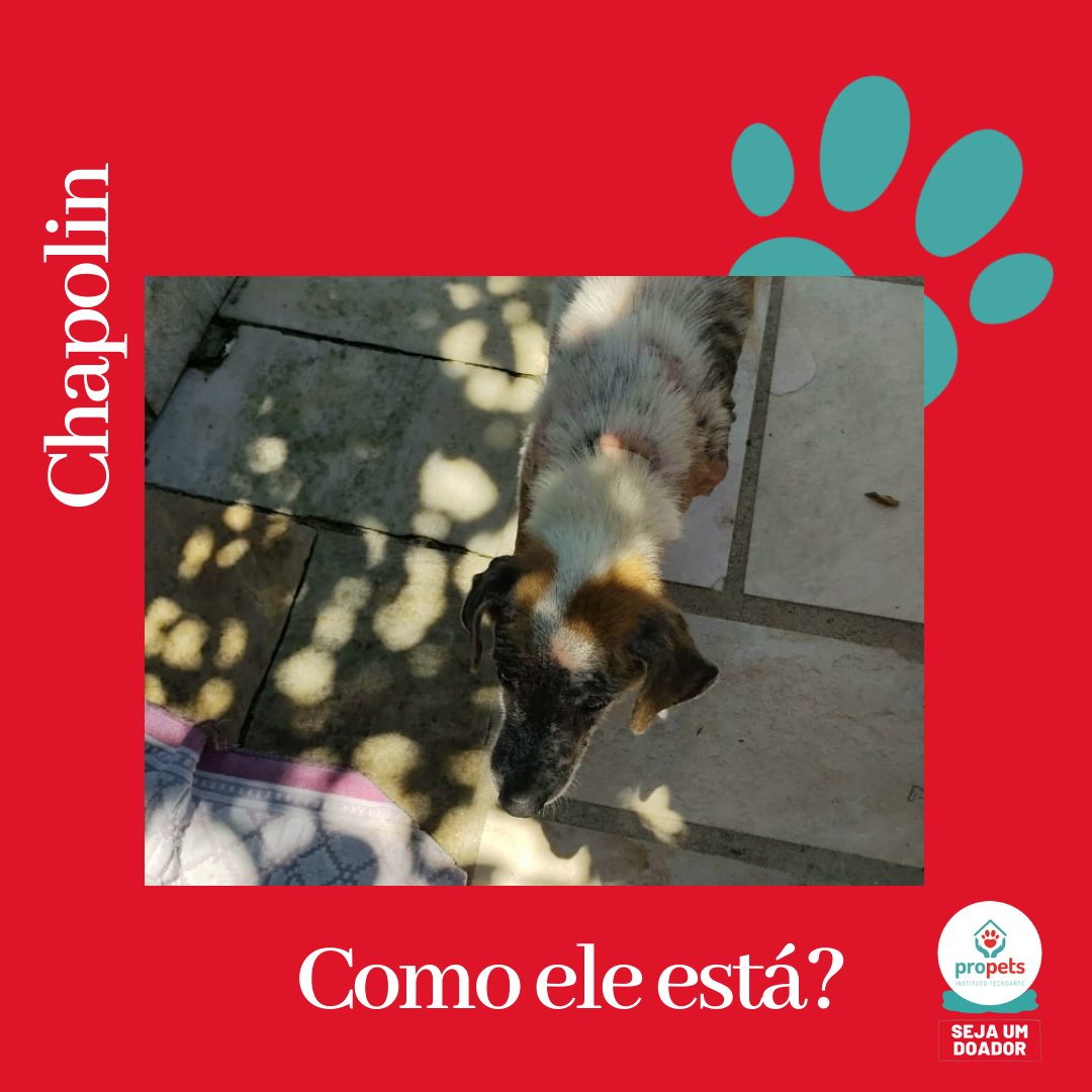 ProPets12's tweet photo. Viemos aqui dar ótimas notícias. A saúde do Chapolin está cada vez melhor!
Ganhou uma coleirinha nova e está todo feliz.
Continua muito animadinho e cada dia mais espevitado.
Estamos muito felizes.
#adoção #ong #animais #gato #cachorro #propets https://t.co/M8eW10celh