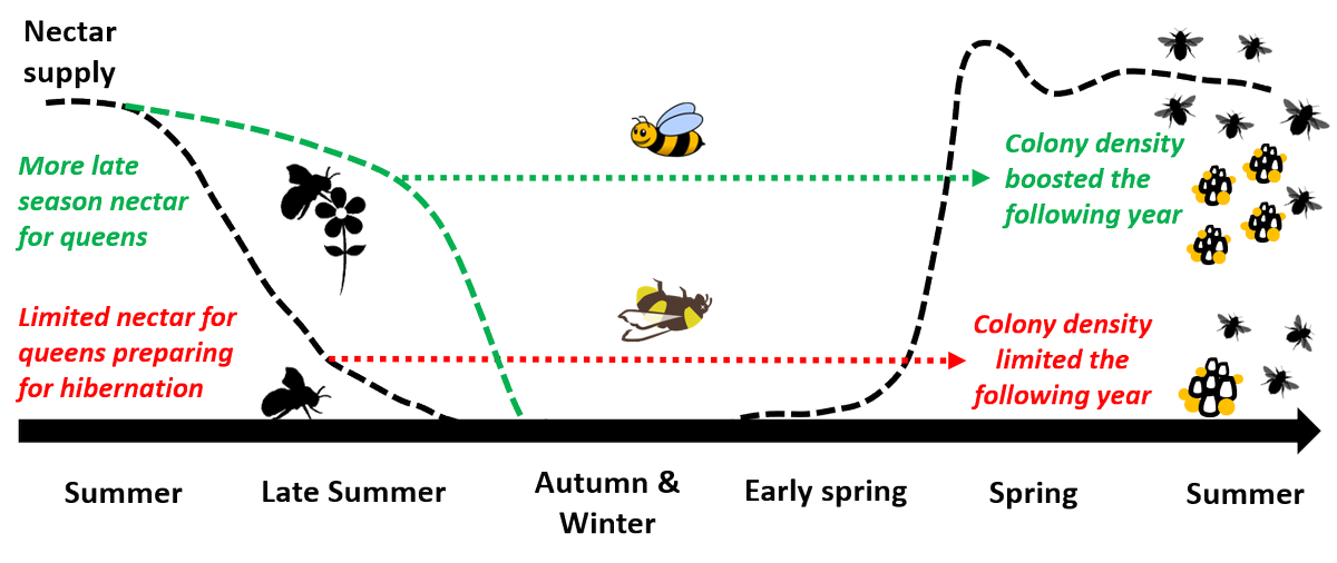 What limits  #bumblebee populations on farmland? Our new paper in  @JAppliedEcology finds that bumblebee colony density is strongly limited by a late summer nectar gap and the cover of rural gardensRead more here:  https://doi.org/10.1111/1365-2664.13826 and and in the thread below...