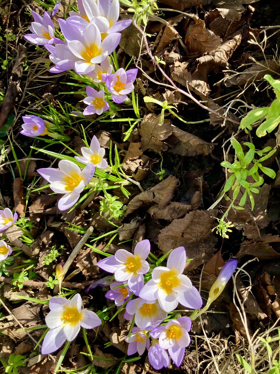 Ow_My_Back_'s tweet photo. Crocus’ are definitely blooming. At least the oldest untended gardens are https://t.co/uXtTqCeVDK