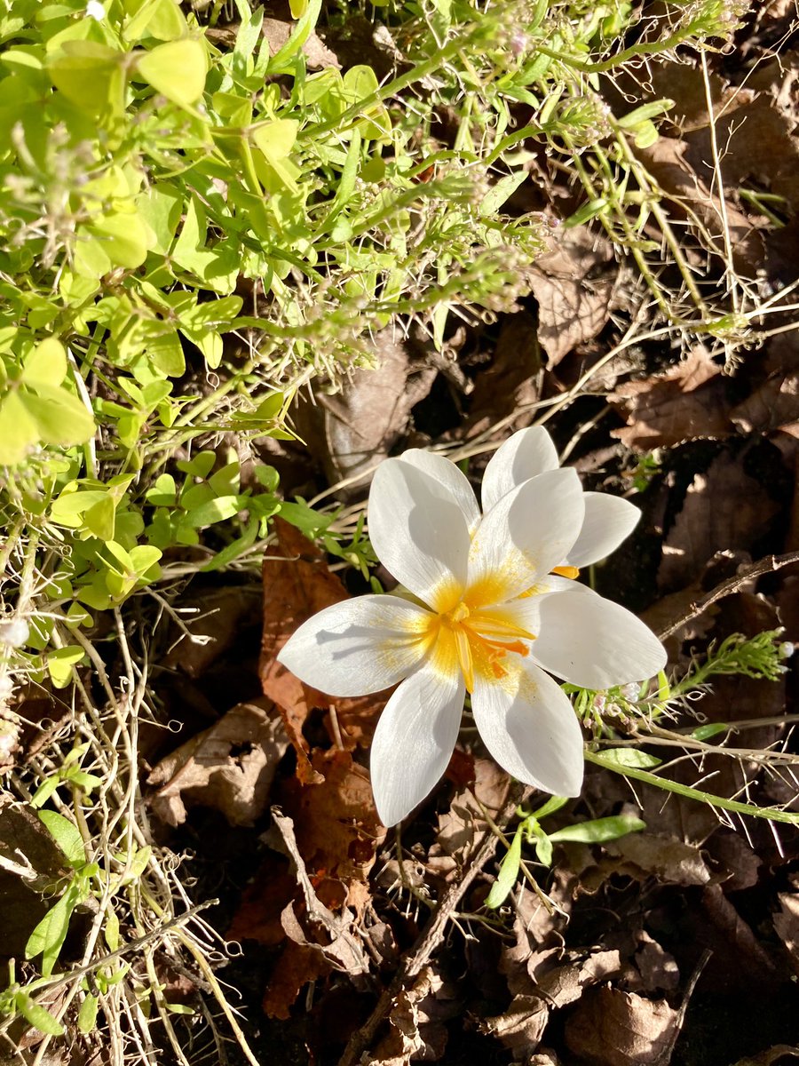Ow_My_Back_'s tweet photo. Crocus’ are definitely blooming. At least the oldest untended gardens are https://t.co/uXtTqCeVDK