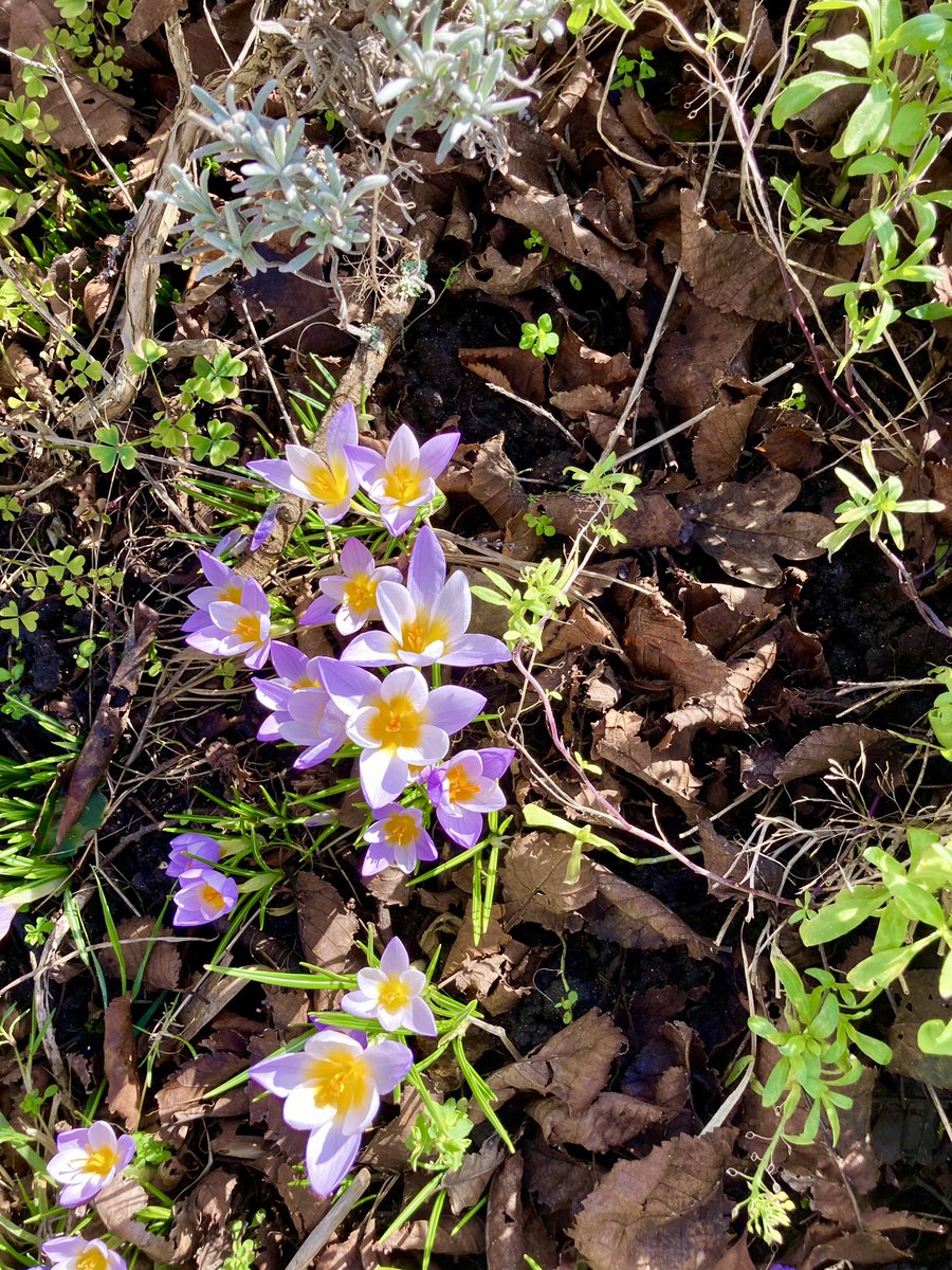 Ow_My_Back_'s tweet photo. Crocus’ are definitely blooming. At least the oldest untended gardens are https://t.co/uXtTqCeVDK
