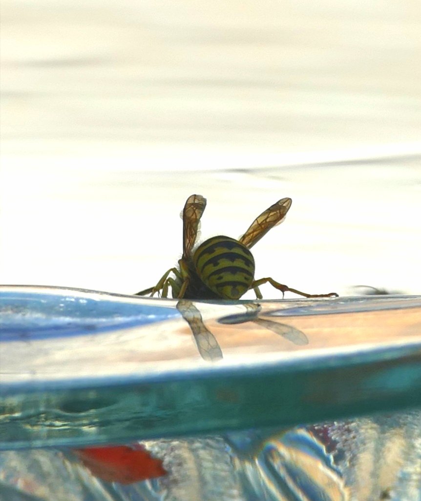 jackinthehammer's tweet photo. Bottoms up!
Taken in the summer in my back yard 
#insects #insectsofcanada
# wasps #backyardpics #naturelovers #NaturePhotography #pollinators #canadianwildlife #soliceinnature https://t.co/qgLxS5mnMj