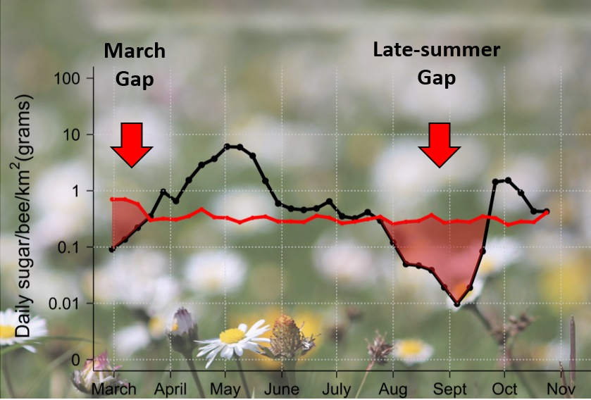 2/6: Bumblebees require floral resources throughout their whole flight period, but previous work ( https://doi.org/10.1111/1365-2664.13403) shows that these vary greatly through the year, with alternating periods of surplus and deficit. So when exactly are resources most limiting for bumblebees?