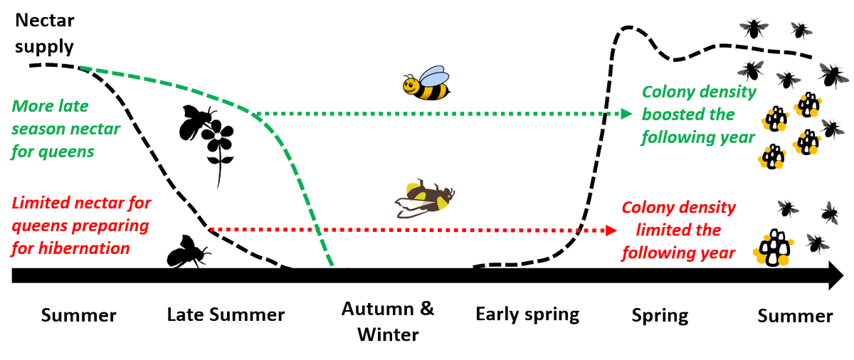 4/6: We found that the supply of nectar in September explained over half of the variation in colony density the following year, suggesting this may be a major resource bottleneck for bumblebees