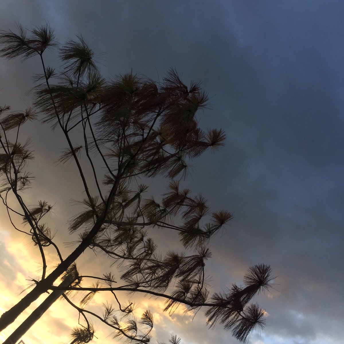 you don't need a good device to take good photos...✨🌱✨