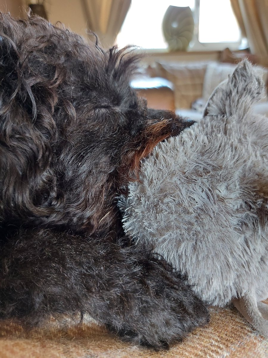 WordsmithKel's tweet photo. @WebboxPetFood Do you stock any of the Webbox Soft &amp; Comfort Toys (the Wolf) anywhere in the UK?My pup Pepper had one for ages, carried it around and was inseperable.Due to a terrible accident its been destroyed and she is lost without it.I can't bare to see her sad little face😭 https://t.co/PB9tihV5HI