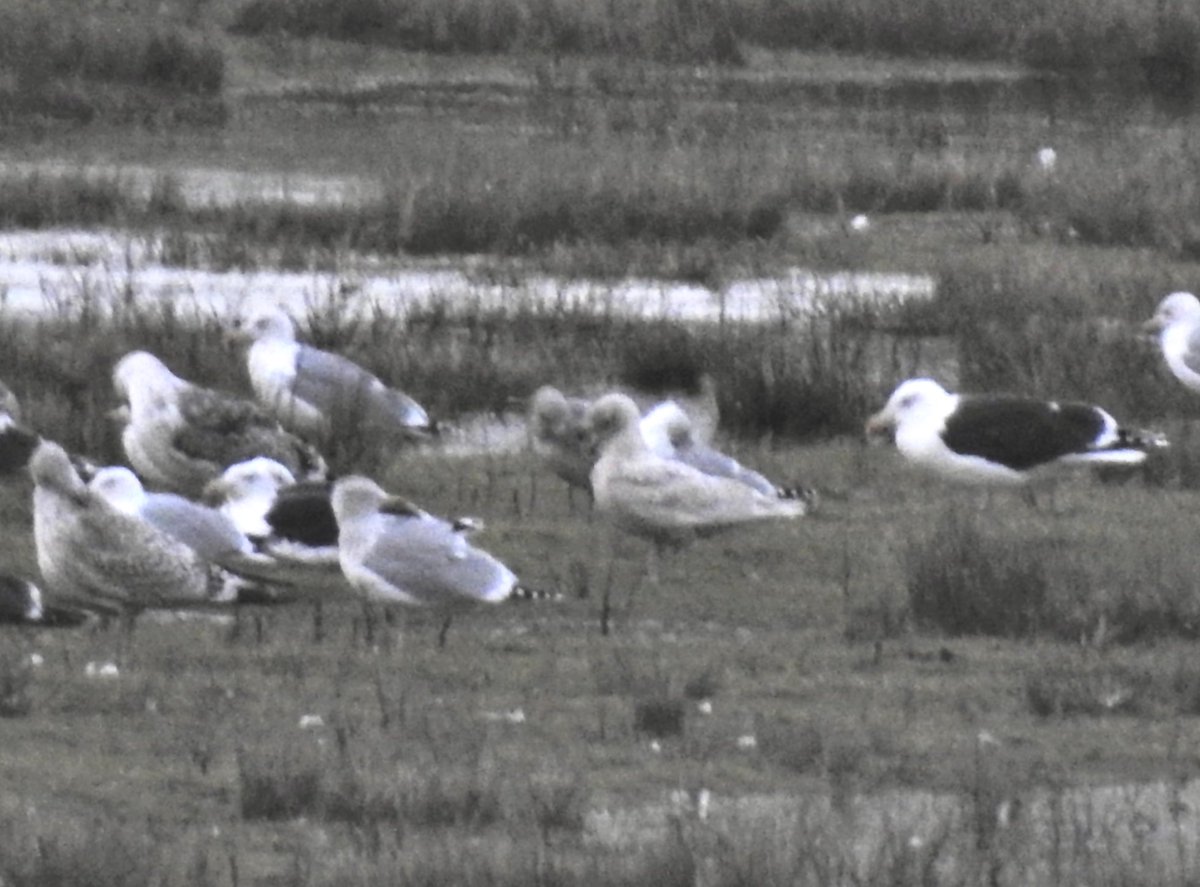 Heavy crop of 1st Winter Iceland Gull opposite Caroline Spit @SwillyIngsBG this evening #SIBG33 @SwillyBirder #StAidans #SwillyIngs @RSPBAireValley