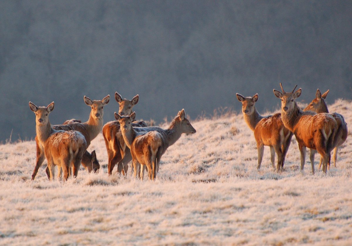 Frosty backed Red Deer on Exmoor. 