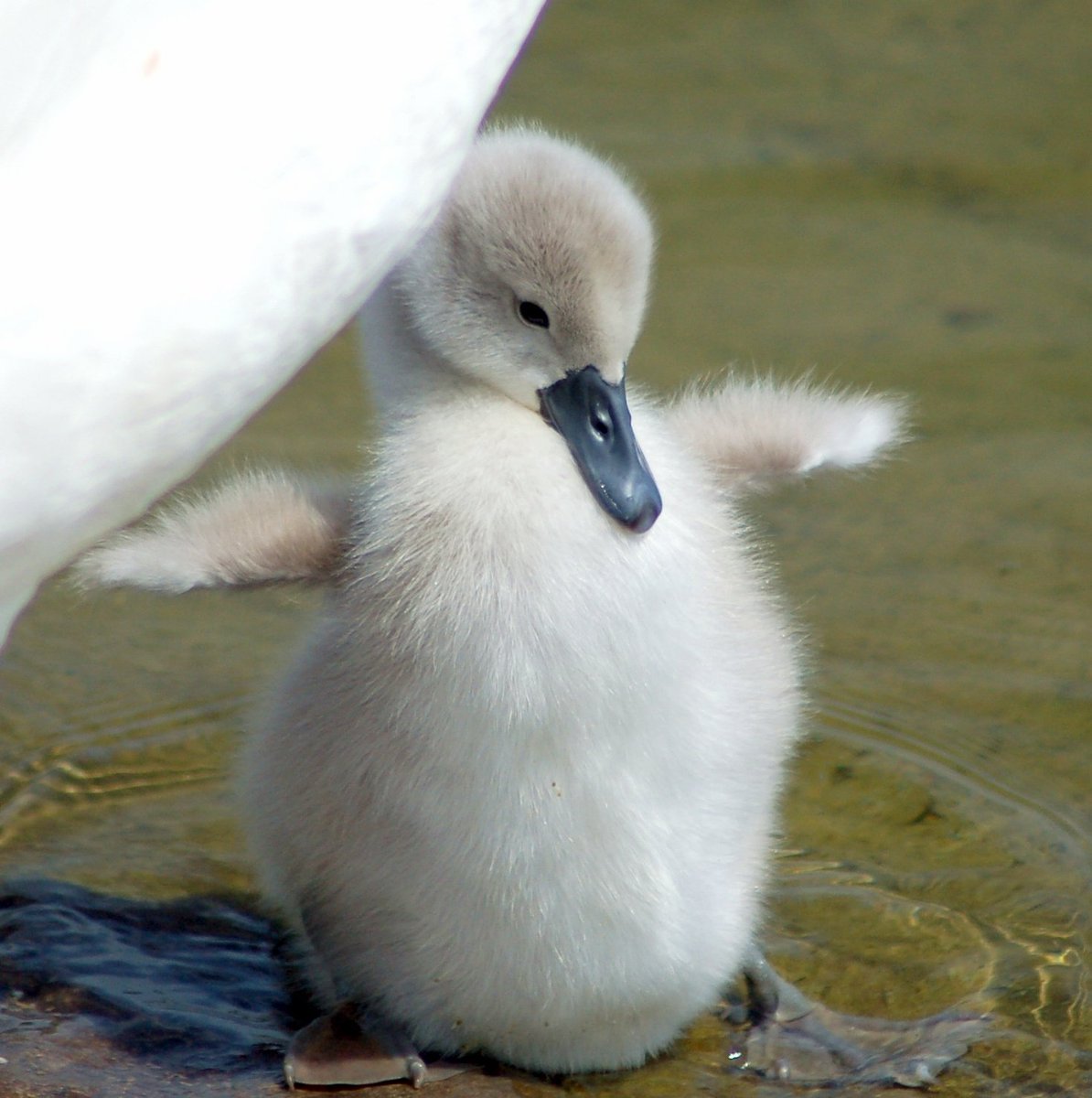 'Look mummy, my wings are huge!' 