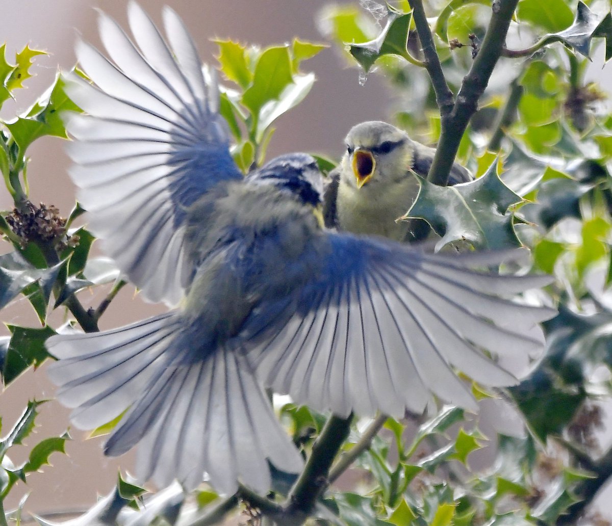 Feed me! Adult and juvenile Blue Tits. 