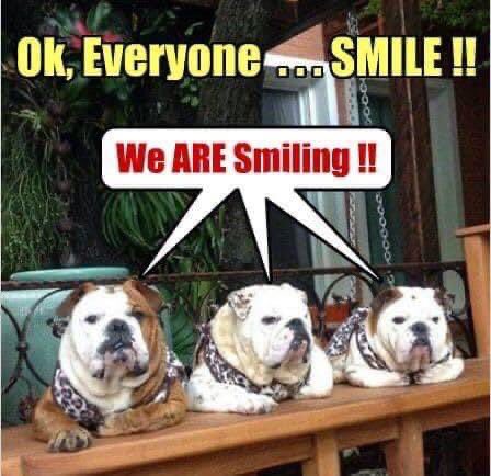 theGBbulldog's tweet photo. Bulldogs do smile to be fair 😂😂

#bulldog #bulldogs #bulldogpuppy #bulldogpuppies #englishbulldog #englishbulldogs #britishbulldog #britishbulldogs #bulldognation #bulldogpics #bulldogmoments #bulldogmemes #bulldogoftheday #shareabull https://t.co/WCfE3Wu1GG