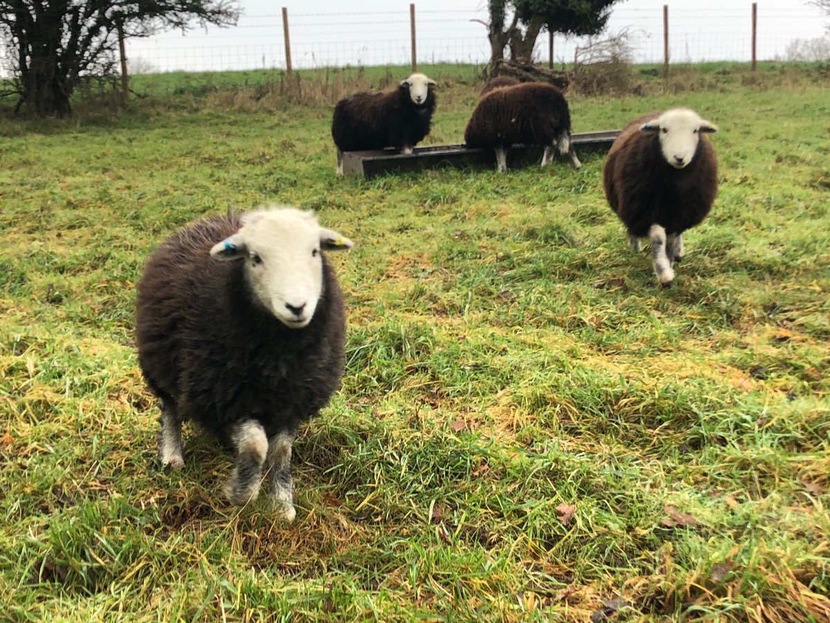 Jessica8245's tweet photo. *STILL MISSING* ‼️REWARD OFFERED FOR SAFE RETURN ‼️ 
 PLEASE SHARE 5 Herdwick ewe lambs, assumed stolen from West Sussex 16/01/21. 
Still in dark brown fleece. 
Ear tags: 0000002, 03, 04, 07, 08.
Please get in touch if you are offered them or see any suspect adverts. Thank you. https://t.co/Wa6TVvyFIU