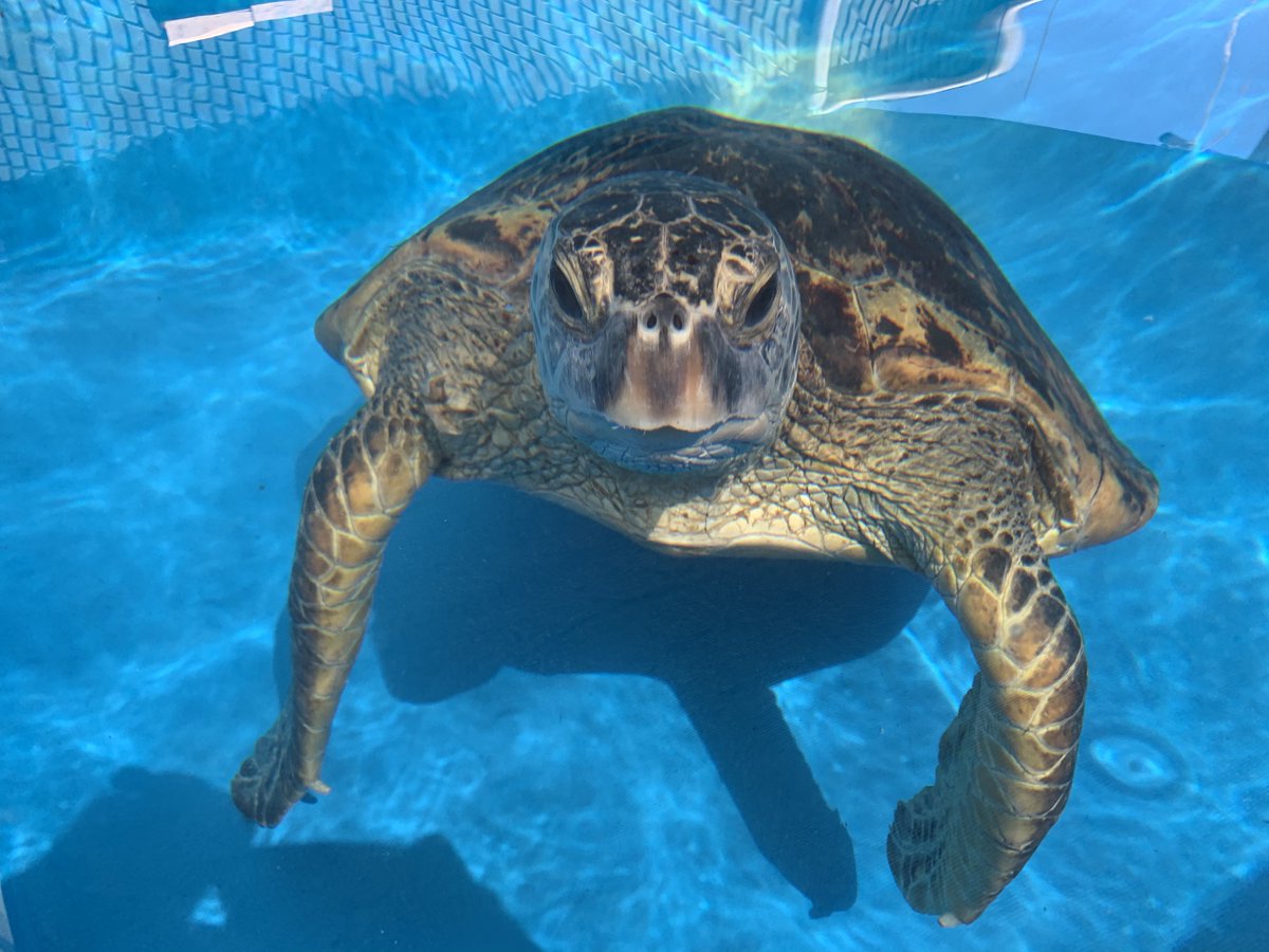 Report sick or injured sea turtles on Maui to our Sea Turtle Response Team at 808-286-2549. Mahalo!

#honu #seaturtle #turtlerescue #maui #hawaii