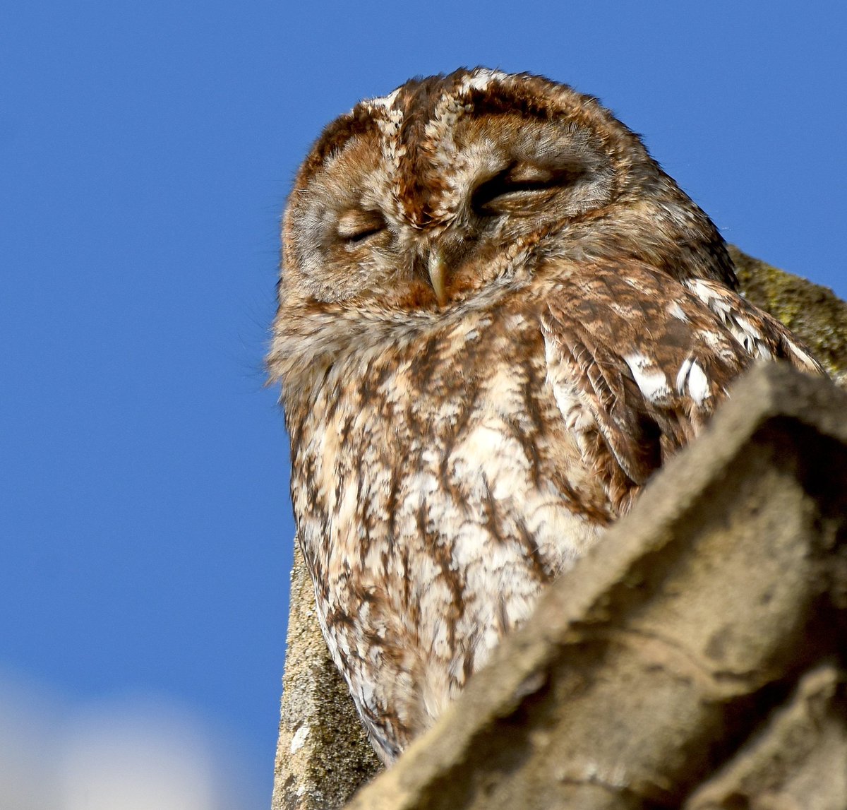 Sleepy Tawny Owl.  