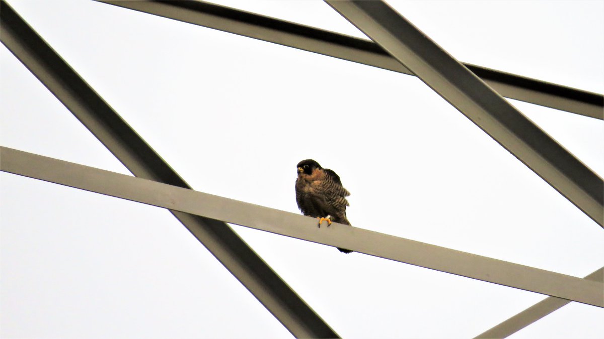 inja5248's tweet photo. ik heb jullie kennis en know-how nodig
vanochtend in de #Weerd #MiddenLimburg stond ik te kijken naar het lijnenspel van de hoge hoogspanningsmasten en plots deze roofvogel hoog zag zitten...maar ja...#durftevragen 🤔 boom-of slechtvalk?? 
@vogelnieuws @Sovon @waarneming https://t.co/TrlUBBxOEz