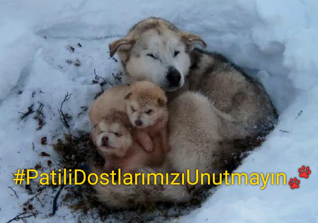 Aç kalmayalım donmayalim diye uyarı tag ı yapılıyorsa,hiç birşey değişmemiş demektir insanlikta !!

Yorulmayın ..

Biz daha çok aç kalır, çok ölürüz ❗❗

#PatiliDostlarımızıUnutmayın