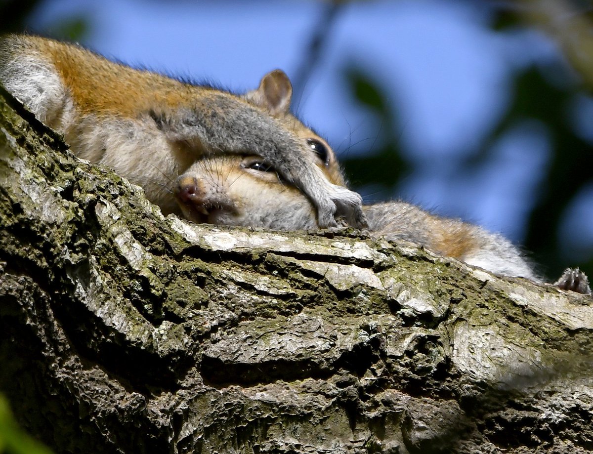 Squirrel hug... 