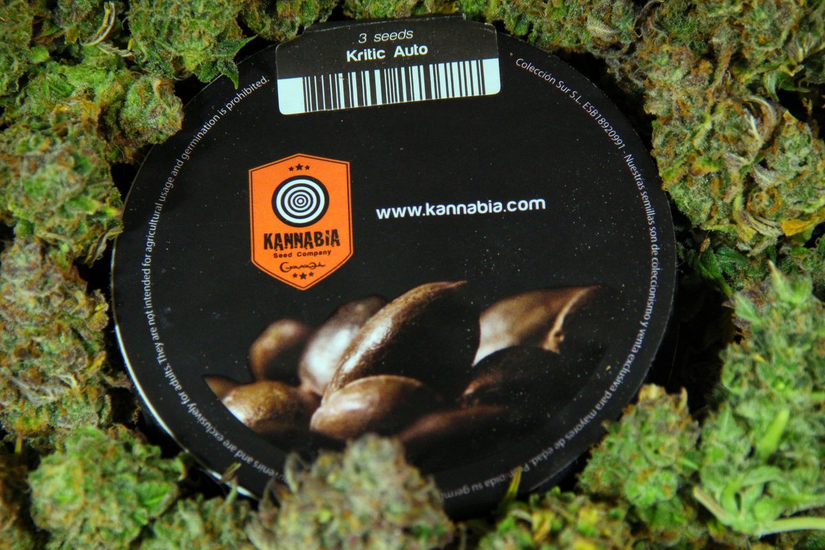 Greenseedtests's tweet photo. Ya tengo mi #Kritic_Auto de @IntKannabia @IntKannabia terminada, maduración perfecta de los tricomas, resinosa a no más poder, el aroma Critical que buscaba y ese sabor cítrico y terroso que gusta a todos. Tamaño medio/grande, indica dominante y once semanas, súper recomendable https://t.co/dU5WUVhzrN