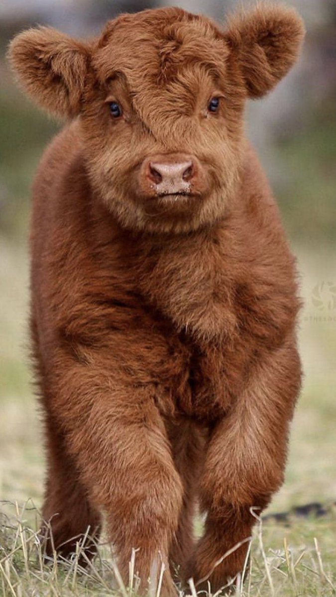 dic3asf's tweet photo. baby cows. thats it. thats the whole tweet tx! https://t.co/bHC2K47WXP
