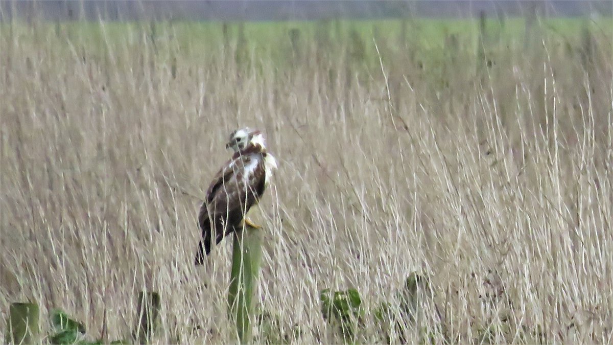 inja5248's tweet photo. 'n #blonde_buizerd...bleef op grote afstand...jammer 
vanochtend in de #Weerd #MiddenLimburg 
@vogelnieuws @Sovon https://t.co/P3dfXbdwwN