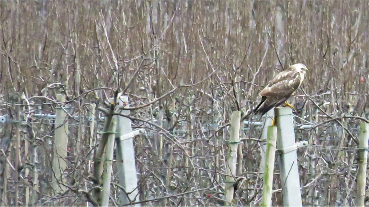 inja5248's tweet photo. 'n #blonde_buizerd...bleef op grote afstand...jammer 
vanochtend in de #Weerd #MiddenLimburg 
@vogelnieuws @Sovon https://t.co/P3dfXbdwwN